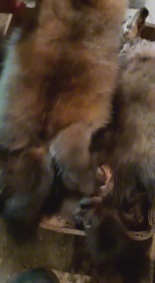 🎯 Откатка соболя перед аукционом | «Берлога 38»