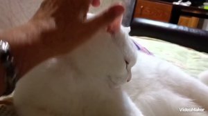 Мой кот Турецкая Ангкора, мой Мальчик