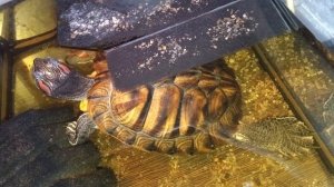 Красноухие черепахи 🐢 утро 29-11-2025. Умная колонка Маруся рассказывает анекдоты!