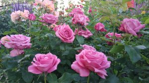 Три самые ароматные розы нашего сада.