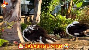 Забавные утки мускусные и пекинские на свободном выгуле со своими друзьями ч.(299) ❣️🤗😂