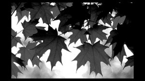 Там где клен шумит