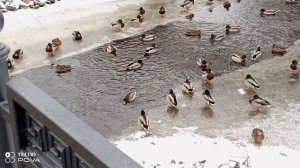 УТОЧКИ ПЛАВАЮТ