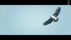 BallaDonna - Forward