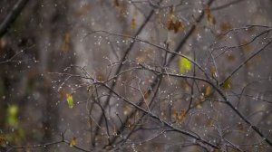 Снег в октябре Авторская песня Дмитрия Цуриченко из архива 1990 г