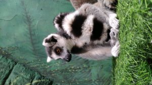 начинаем стрим по танкам блиц