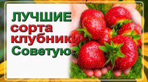 ЛУЧШИЕ СОРТА КЛУБНИКИ ДЛЯ НАЧИНАЮЩИХ. Советую!!!