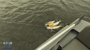 Где крупнее. В РЕКЕ ИЛИ ЗАЛИВЕ?