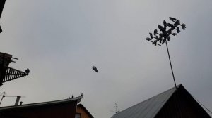 Николаевские голуби на крыше