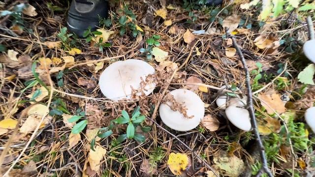 Позднеосенние грибы_ колпак кольчатый рядовка фиолетовая говорушка дымчатая. Михаил Вишневский