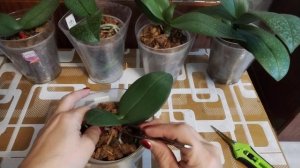 Спасём фабрику, прошёл месяц 🧐