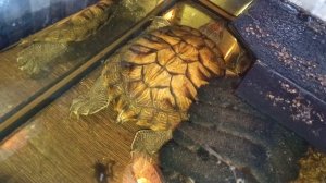 Красноухие черепахи 🐢 вечнр 29-11-2025. Умная колонка Маруся рассказывает анекдоты!