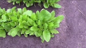 Сорта салата и шпината