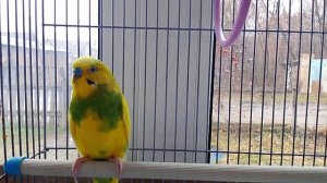 Наш попугай Филька.