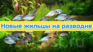 Новые жильцы на разводне