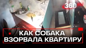 Собака устроила мощный взрыв в квартире в Новосибирске: как это произошло?
