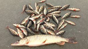 Наконец то открылся по нормальной рыбе!!!