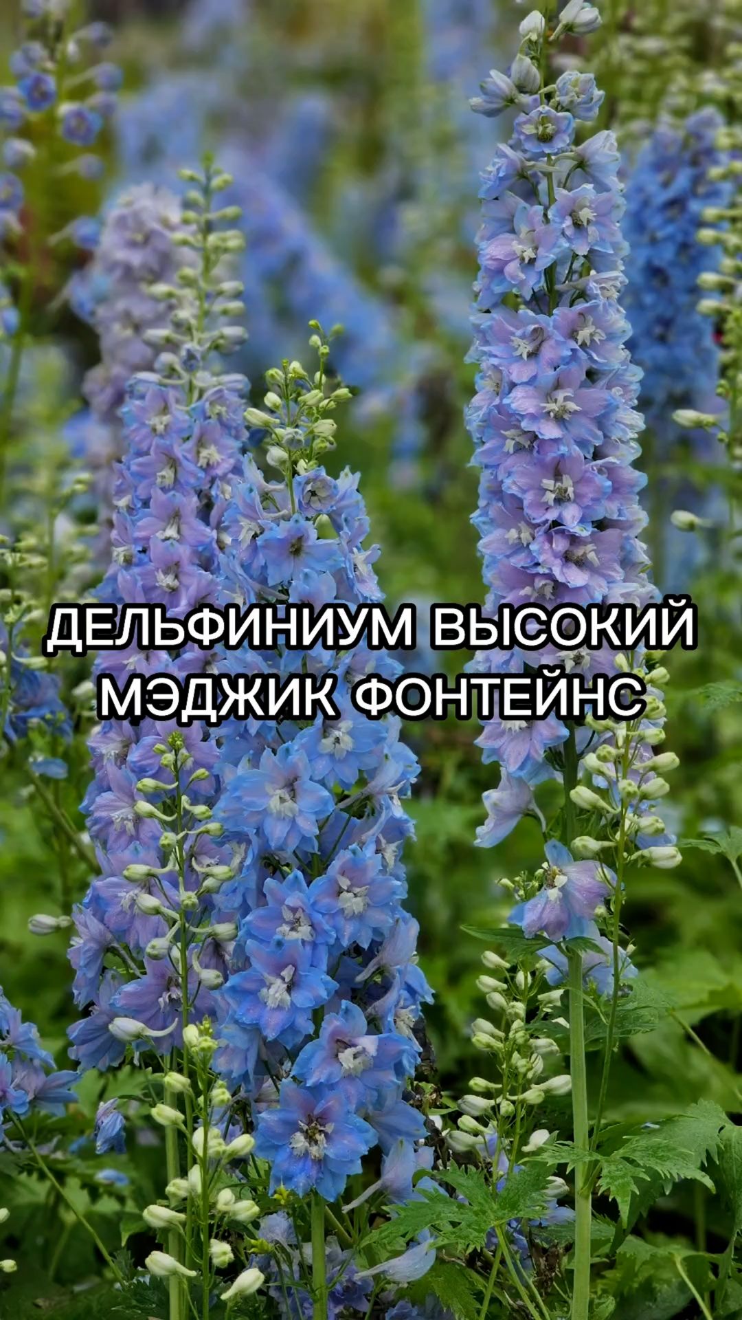 4 сорта очень ПОПУЛЯРНОГО МНОГОЛЕТНИКА!