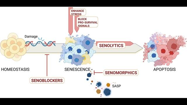 Клетки-зомби в ЖКТ: старение и заболевания желудочно-кишечного тракта (сенолитики и сеноморфитики)