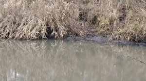 Последние дни ноября. Хороший клев.