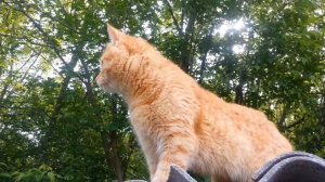 Дворовые кошки