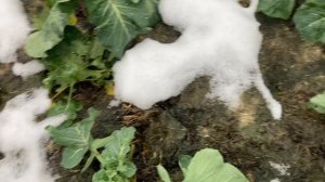 Снег растаял, а капуста жива.
