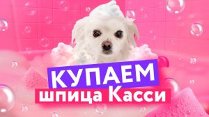КУПАЕМ Касси в большой ванне 🫧🐶 Самое Милое Видео