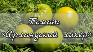 Томат «Ирландский ликёр»