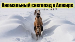 На Алжир обрушился аномальный снегопад