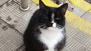 Кот Магнитик уже на работе 👍🐱🐱#кот #животные