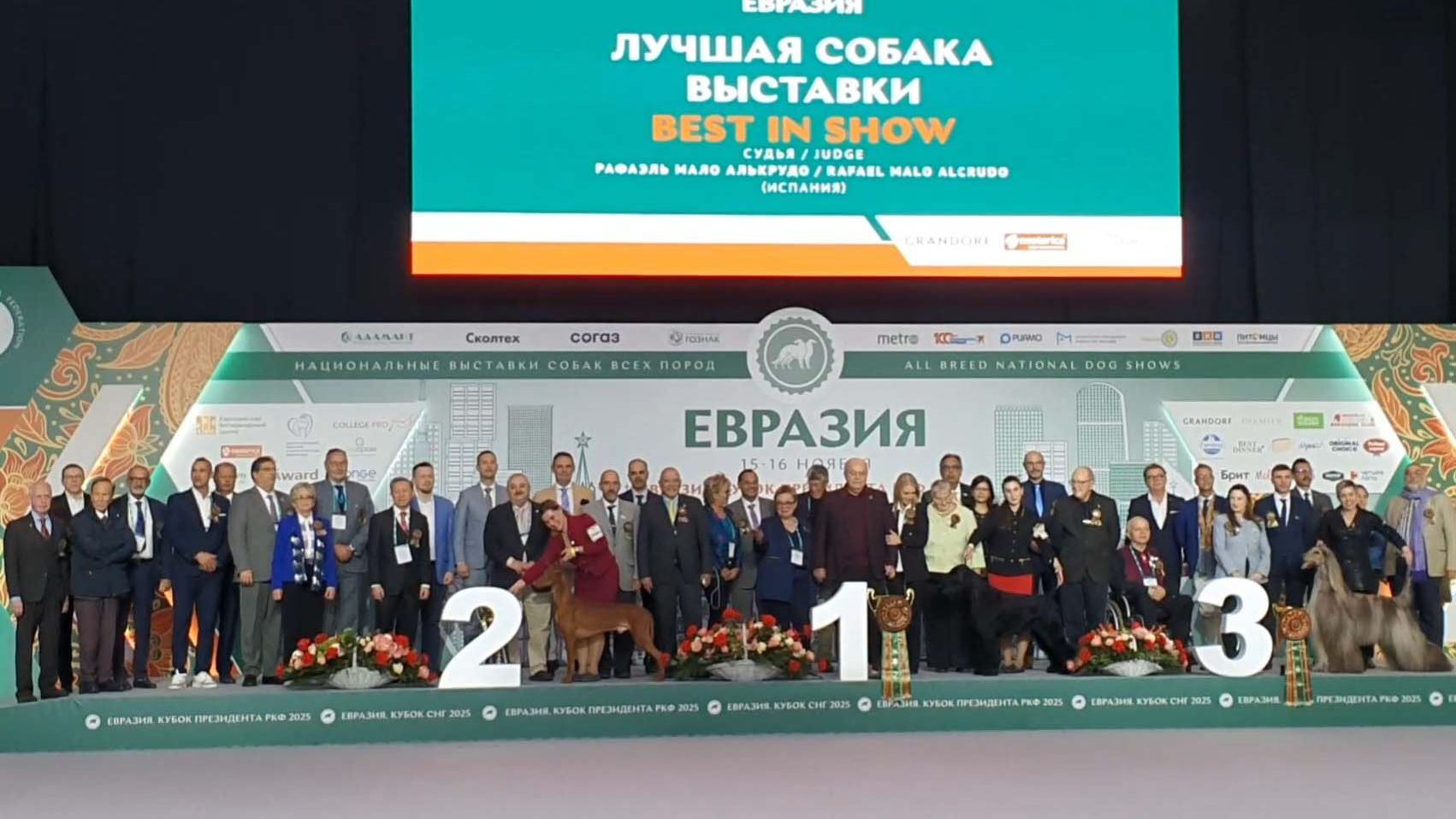 16.11.2025, Москва, РКФ. Рейтинговая выставка собак "ЕВРАЗИЯ-2025-2" (САС, ЧРКФ)