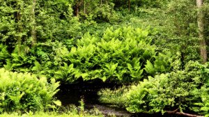 Папоротник весной