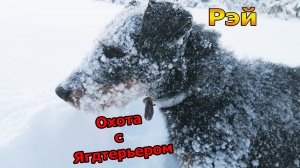 Охота на лисицу с Ягдтерьером | Супер собака | Лютый мороз