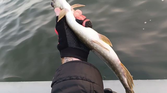 Рыбалка на Кубани. Шапсуга 27.11.2025. Ловля щуки на спининг с лодки