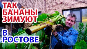 Так в Ростове зимуют Бананы. Наше укрытие тропических растений.