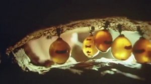 Самые интересные колонии муравьев