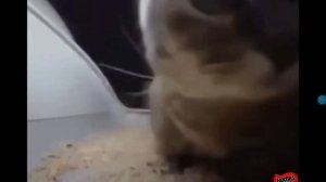 Чипи-чипи-Чапа-чапа фонк