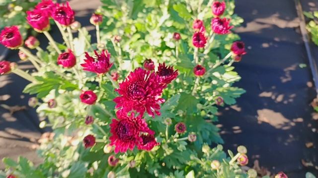 ВСТРЕЧАЙТЕ ЕЩЁ ДЕСЯТЬ СОРТОВ ХРИЗАНТЕМЫ КОРЕЙСКОЙ ЗИМОСТОЙКОЙ ОТ БУТОНА ДО ЦВЕТЕНИЯ КУСТА.