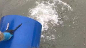 утренние зарыбление форели