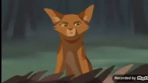 коты воители коготь ,,заказ"