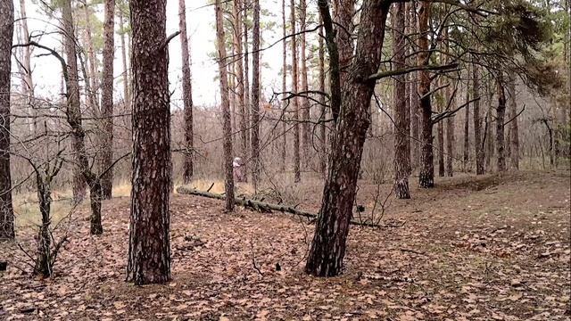 Камышин 29 ноя 2025 Лесопитомник смотреть онлайн