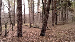 Камышин 29 ноя 2025 Лесопитомник