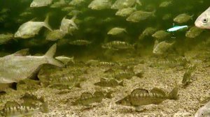 Крутая рыбалка под водой. Рыбалка с подводной экшн камерой. Лучшая Зимняя Рыбалка Онлайн Для Людей