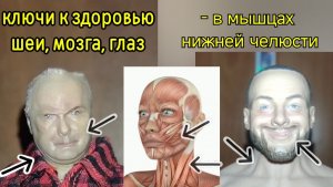 Главная артерия шеи даёт жизнь мозгу и глазам, но спазм мышц челюсти ухудшает кровоток. Упражнения