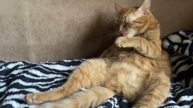 Рыжик умывается