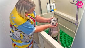 Уехали почти все! Отправляем  щенков в новые дома! Лучшие Американские Булли XL! Осталось 2 щенка!