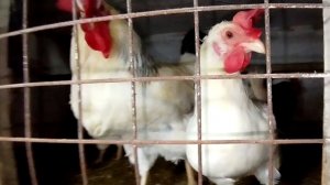 29-11-2025 Какие же вкусные чебуреки из домашних кур.