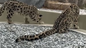 Барсы Кургур и Юнгур играют в догонялки и радуются снегу в Пермском зоопарке