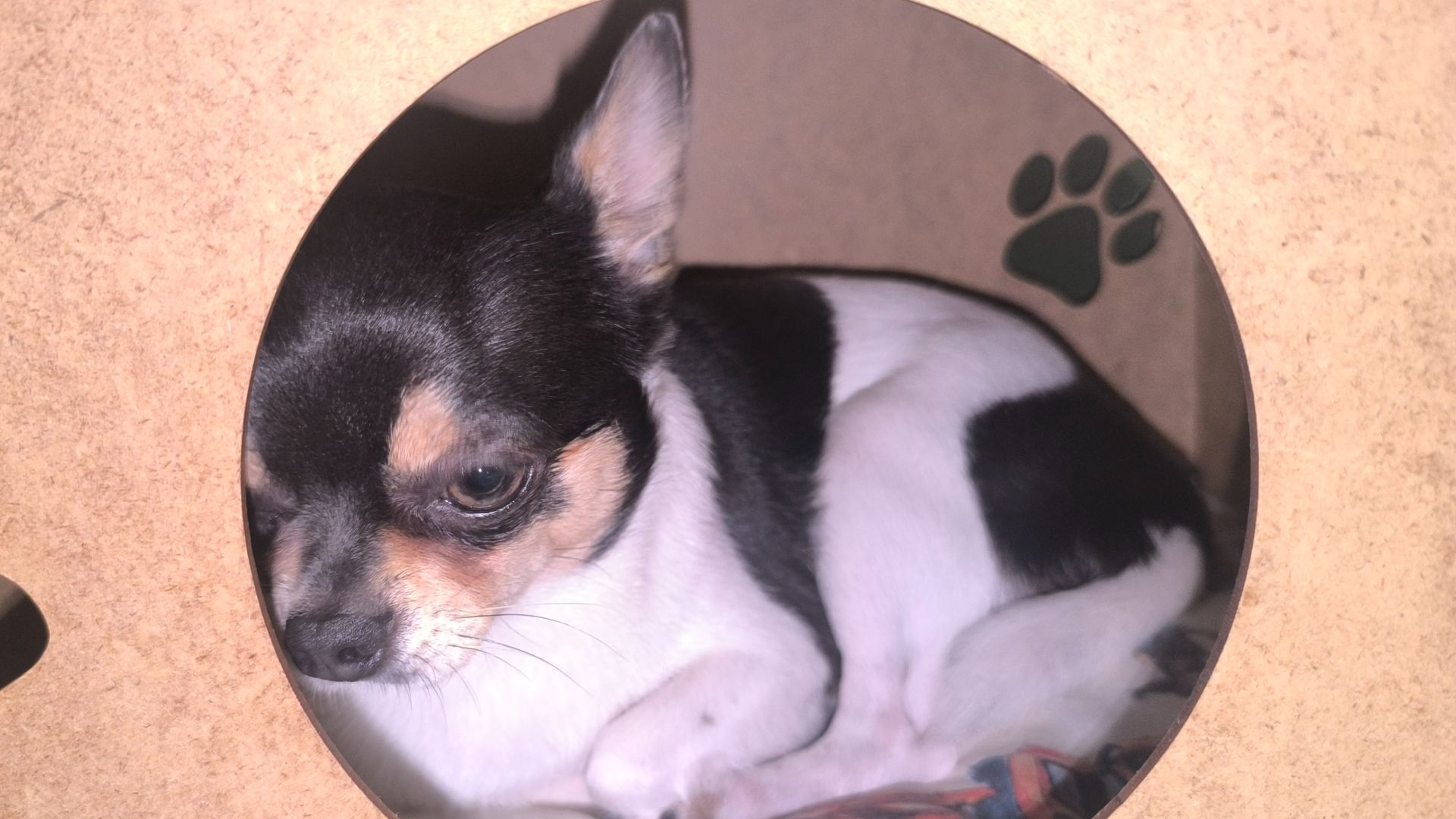 Мои питомцы 🐶и🐈. смотреть онлайн