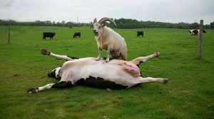 Это ШОК! Разъяренный баран напал и убил корову. Невероятные нападения баранов и коров